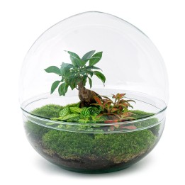 Urbanjngl Diy Terrarium - Dôme Xl - Ficus Ginseng Bonsai - ↑ 30 Cm