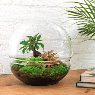 Urbanjngl Diy Terrarium - Dôme Xl - Ficus Ginseng Bonsai - ↑ 30 Cm