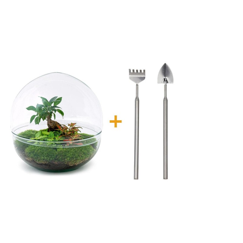 Urbanjngl Diy Terrarium - Dôme Xl - Ficus Ginseng Bonsai - ↑ 30 Cm