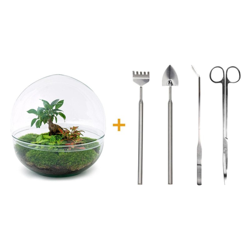 Urbanjngl Diy Terrarium - Dôme Xl - Ficus Ginseng Bonsai - ↑ 30 Cm