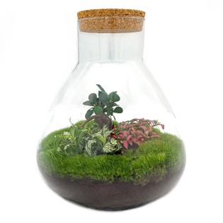 Urbanjngl Diy Terrarium - Sam Xl Bonsai - ? 35 Cm