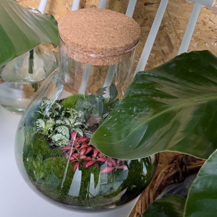 Urbanjngl Diy Terrarium - Sam Xl Bonsai - ? 35 Cm