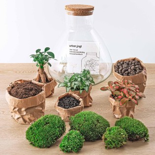 Urbanjngl Diy Terrarium - Sam Xl Bonsai - ? 35 Cm
