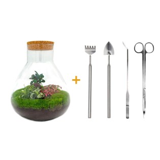 Urbanjngl Diy Terrarium - Sam Xl Bonsai - ? 35 Cm