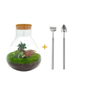 Urbanjngl Diy Terrarium - Sam Xl Bonsai - ? 35 Cm