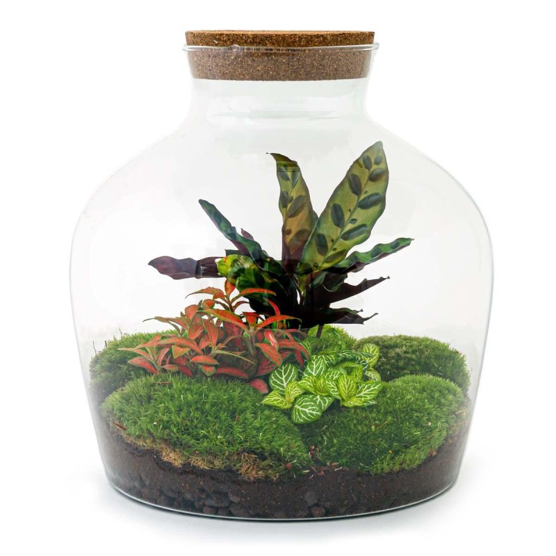 Urbanjngl Diy Terrarium - Fat Joe Red - ? 30 Cm
