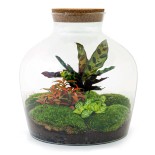 Urbanjngl Diy Terrarium - Fat Joe Red - ? 30 Cm