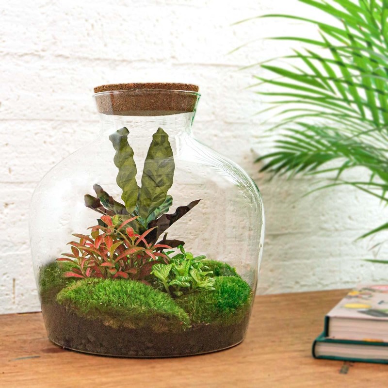 Urbanjngl Diy Terrarium - Fat Joe Red - ? 30 Cm