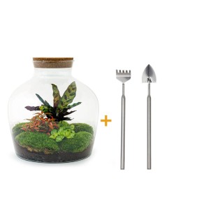 Urbanjngl Diy Terrarium - Fat Joe Red - ? 30 Cm