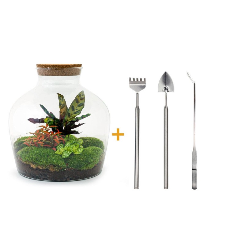 Urbanjngl Diy Terrarium - Fat Joe Red - ? 30 Cm
