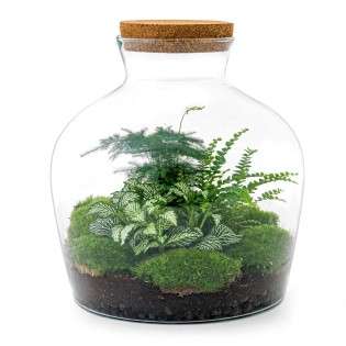 Urbanjngl Diy Terrarium - Fat Joe Green - ? 30 Cm