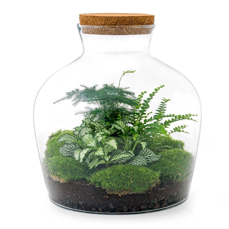 Urbanjngl Diy Terrarium - Fat Joe Green - ? 30 Cm
