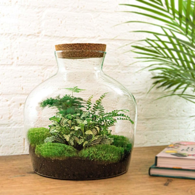 Urbanjngl Diy Terrarium - Fat Joe Green - ? 30 Cm