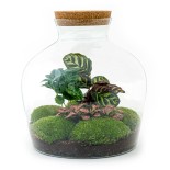 Urbanjngl Diy Terrarium - Fat Joe Coffea - ? 30 Cm