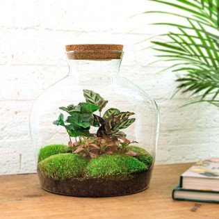 Urbanjngl Diy Terrarium - Fat Joe Coffea - ? 30 Cm