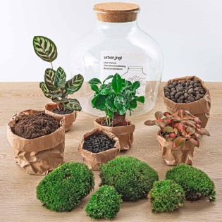 Urbanjngl Diy Terrarium - Fat Joe Coffea - ? 30 Cm