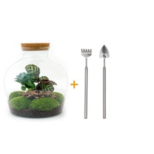 Urbanjngl Diy Terrarium - Fat Joe Coffea - ? 30 Cm