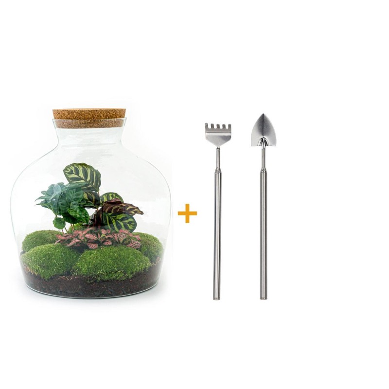 Urbanjngl Diy Terrarium - Fat Joe Coffea - ? 30 Cm