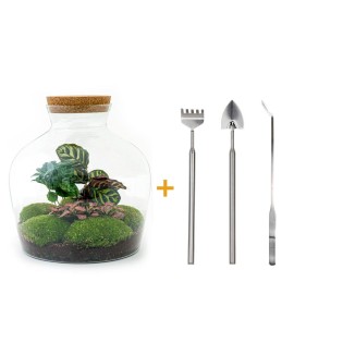 Urbanjngl Diy Terrarium - Fat Joe Coffea - ? 30 Cm