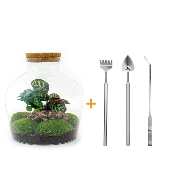Urbanjngl Diy Terrarium - Fat Joe Coffea - ? 30 Cm