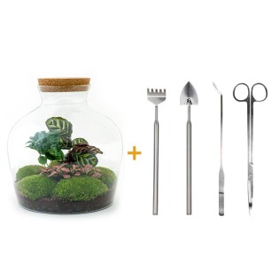 Urbanjngl Diy Terrarium - Fat Joe Coffea - ? 30 Cm
