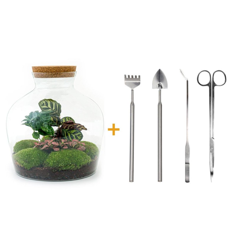 Urbanjngl Diy Terrarium - Fat Joe Coffea - ? 30 Cm