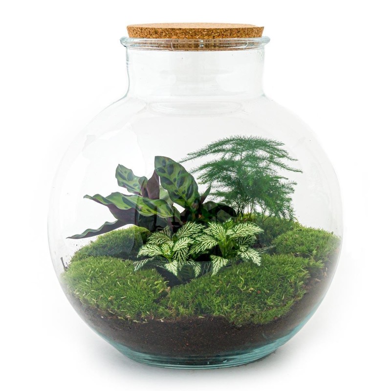 Urbanjngl Diy Terrarium - Bolder Bob - ? 30 Cm