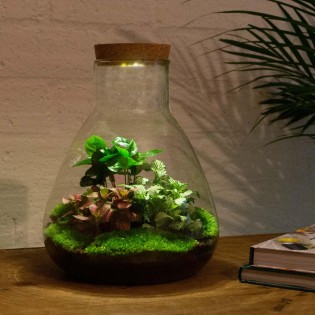 Urbanjngl Diy Terrarium - Sam With Light - ? 30 Cm