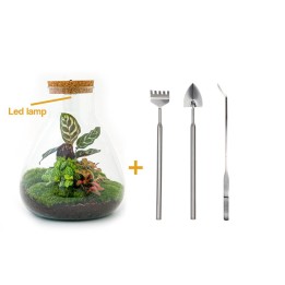 Urbanjngl Diy Terrarium - Sam Calathea Met Lamp - ? 30 Cm