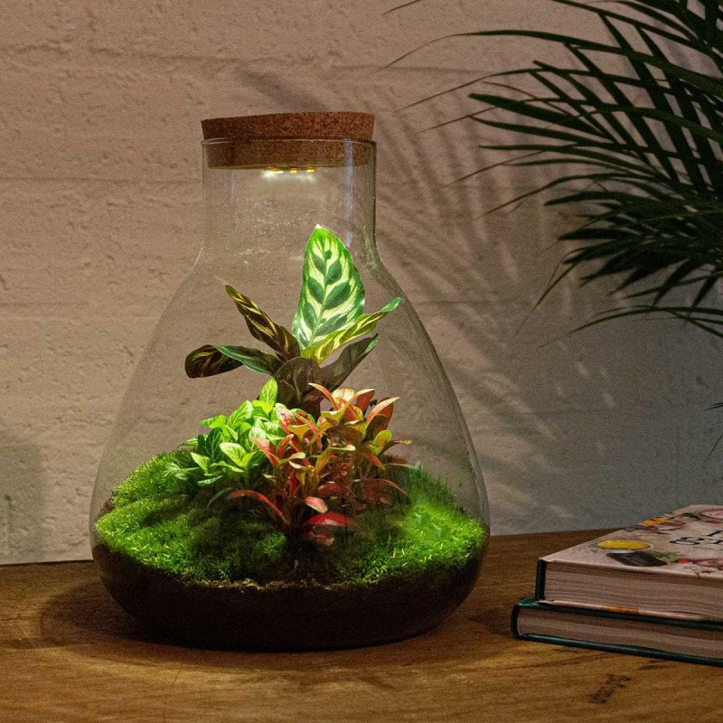 Urbanjngl Diy Terrarium - Sam Calathea Met Lamp - ? 30 Cm