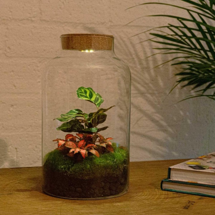 Urbanjngl Diy Terrarium - Milky Calathea Met Lamp - ? 31 Cm