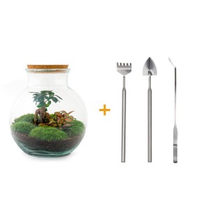 Urbanjngl Diy Terrarium - Teddy Bonsai - ? 26,5 Cm
