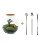 Urbanjngl Diy Terrarium - Teddy Bonsai - ? 26,5 Cm