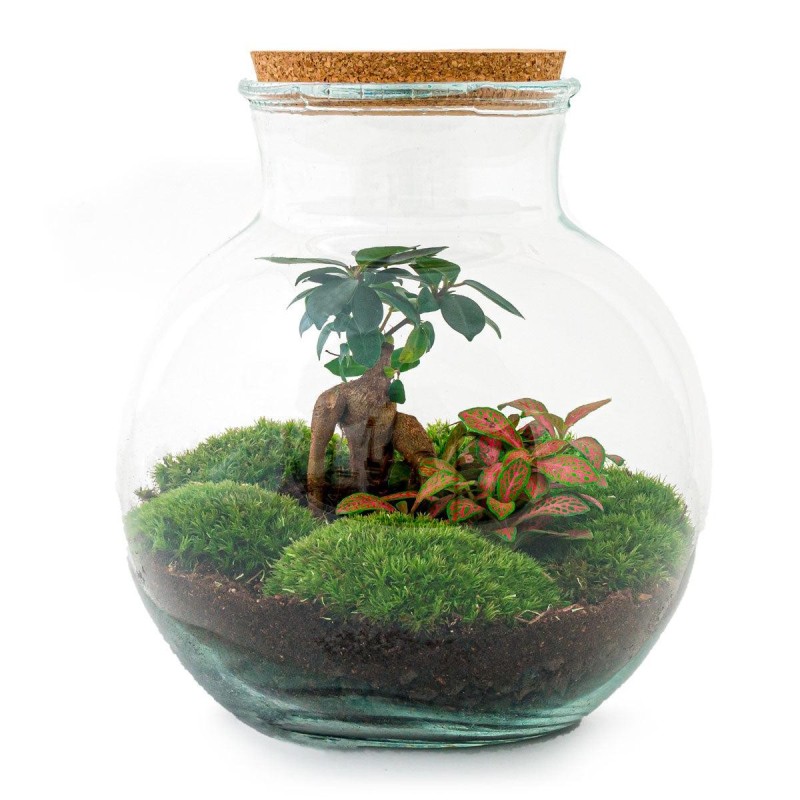Urbanjngl Diy Terrarium - Teddy Bonsai - ? 26,5 Cm