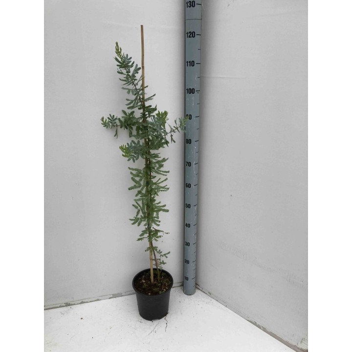 Acacia baileyana 'Purpurea'