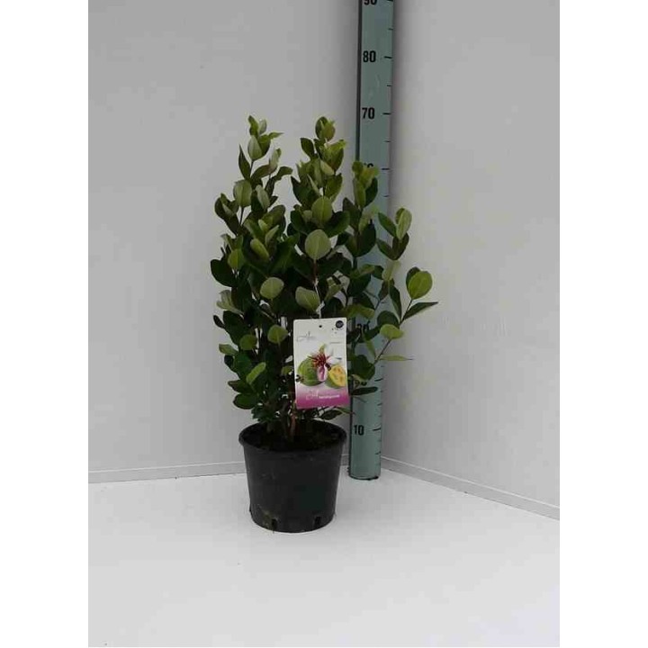 Acacia pycnantha
