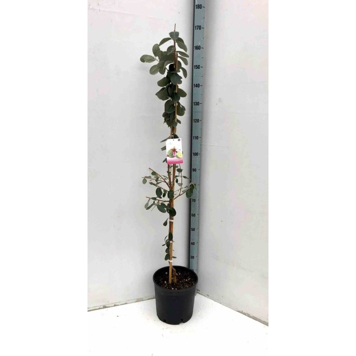 Acca sellowiana (syn. Feijoa s.)