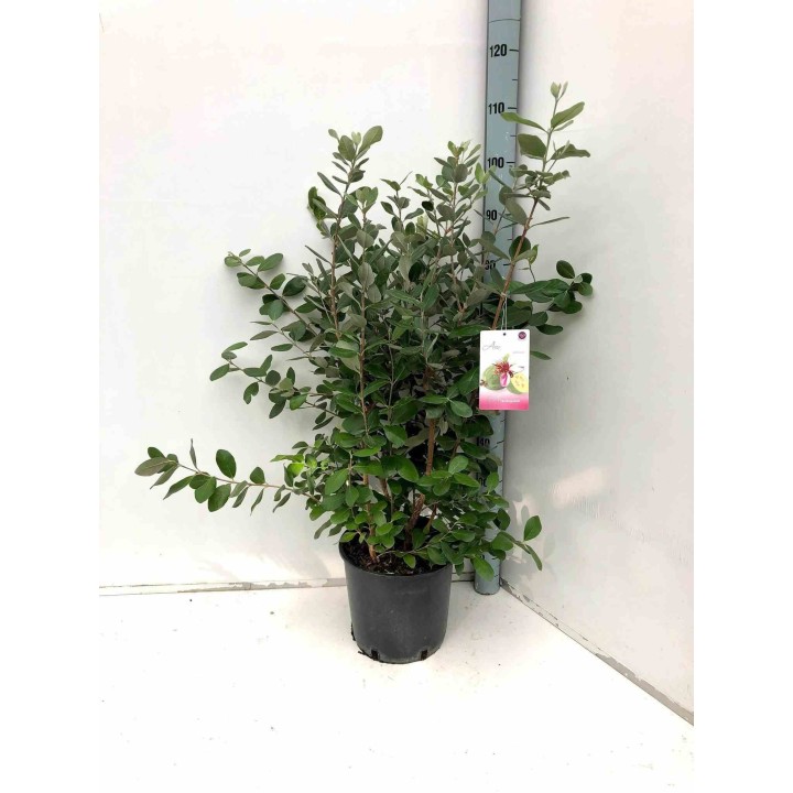 Acca sellowiana (syn. Feijoa s.)