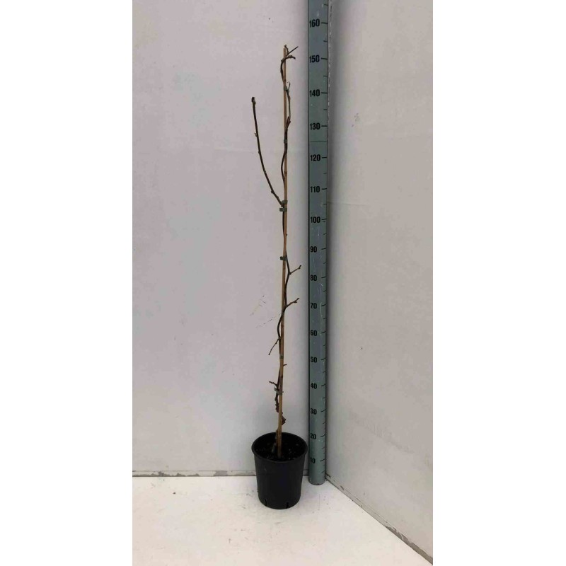 Actinidia deliciosa Jenny (kiwi)