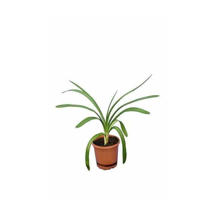 Agapanthus africanus blanche (Agapanthe)