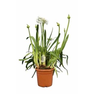 Agapanthus africanus blanche (Agapanthe)