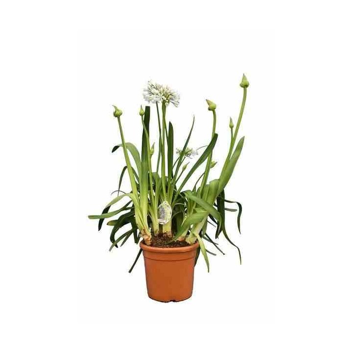 Agapanthus africanus blanche (Agapanthe)