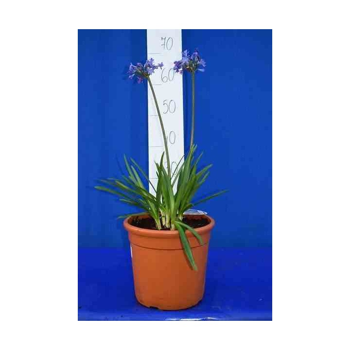 Agapanthe Lapis Lazuli (Agapanthe)