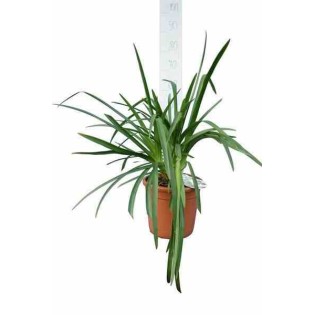 Agapanthe Brume de Lavande (Agapanthe)