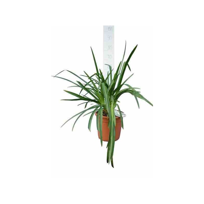 Agapanthe Brume de Lavande (Agapanthe)