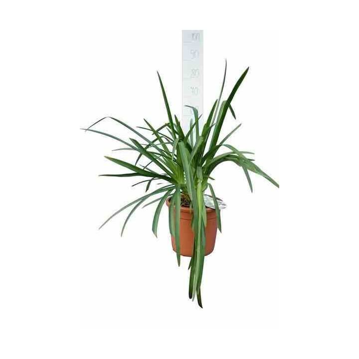 Agapanthe Brume de Lavande (Agapanthe)