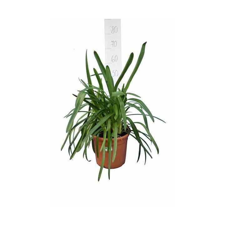 Agapanthe royale beauté (Agapanthe)