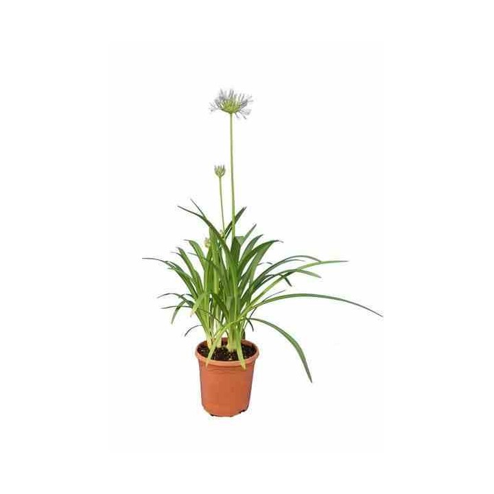 Agapanthe umbellatus (Agapanthe)