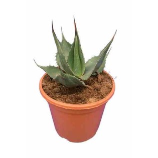 Agave américain cv. Havardiana