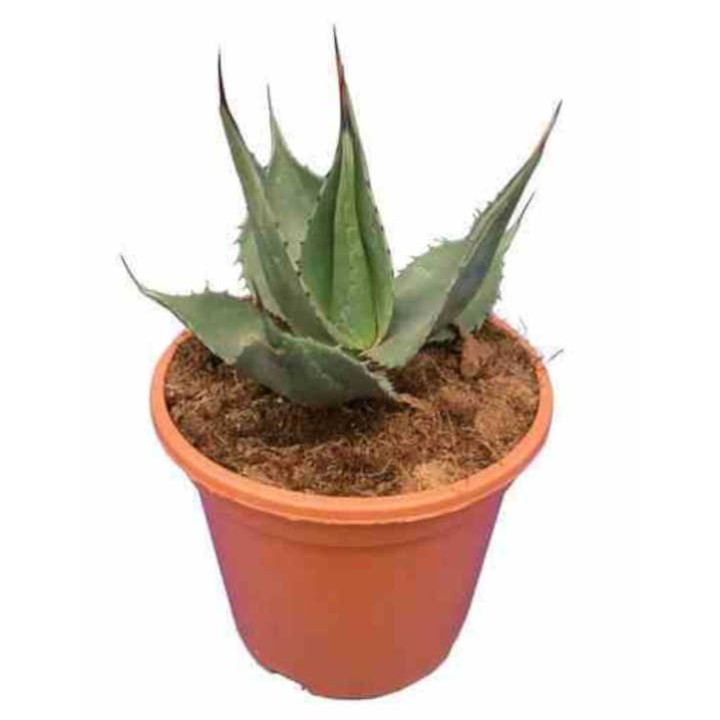 Agave américain cv. Havardiana